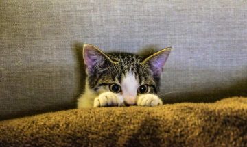 Important Facts on Spam Calls Revealed